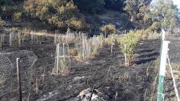 Habitat restoration at Diablo Foothills