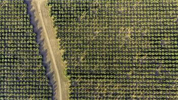 Aerial view of an agricultural farm (Frantoio Grove)