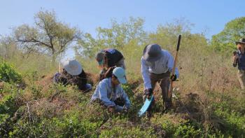 Land stewards work closely to the ground to pull periwinkle