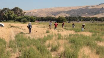 Land stewards work in a field with patches of stinkwort and golden hills in the background