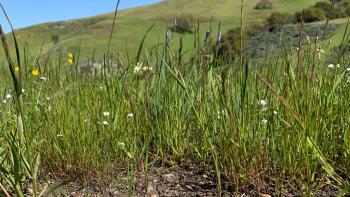 A bay checkerspot butterfly sits on the ground with green grass and wildflowers in the background