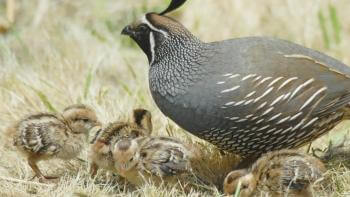 A mother quail sits on the ground next to her chicks