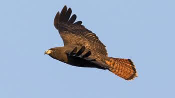 A Red tailed hawk spreads its wings as it soars through a blue sky