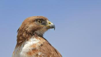 A Red tailed hawk's profile looks to the blue sky