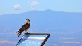 A Red tailed hawk sits on a sign overlooking the Bay Area landscape