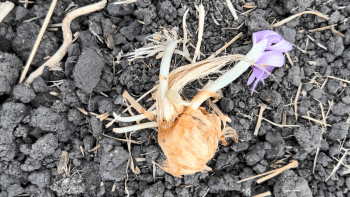 The bulb or corm of a Crocus sativus plant sits on the rocky ground