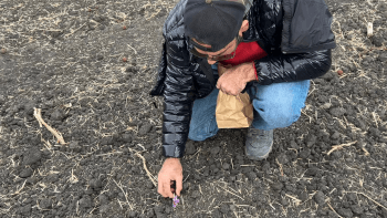 Wasim Sahibzada crouches near the ground to cultivate the saffron stamen