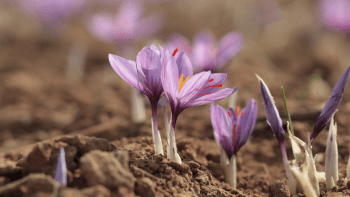 Saffron flowers bloom out of the ground