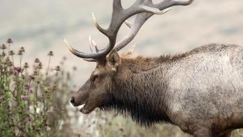 A Tule elk approaches a plant with purple flowers