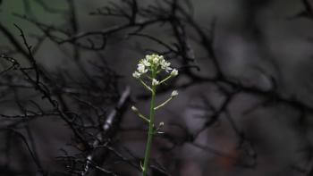 A white wildflower sits in the foreground with dark branches in the background