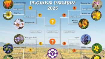 Graphic of a competition style bracket titled "Open Space FLOWER FRANZY 2025" with photos of 12 different wildflower species as the competitors