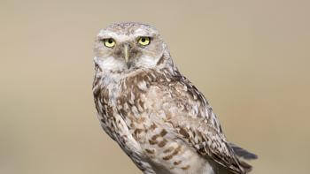 A small owl with tan and brown speckled feathers perches on a fencepost and looks at the camera with bright yellow round eyes