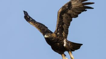 A large dark brown eagle with its wings outstretched above its body in a V shape and large yellow talons hanging down, flies towards the camera against a blue sky