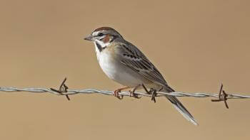 A sparrow with dark and medium brown markings on its face and striped wings perches on a barbed wire, in front of a tan background