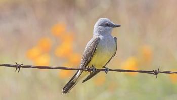 A gray bird with a light yellow lower half perches on a barbed wire, in front of a green and orange out-of-focus background