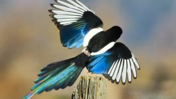 A black and white bird with blue-green iridescent tail feathers lifts its wings in flight with its back to the camera 