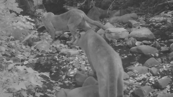 Black and white night vision photo of two mountain lions in a rocky streambed with some vegetation surrounding them; one lion is turning to look at the camera