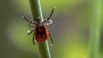 A bug with a round, reddish body and four long legs grips a long green stem and holds its front legs up outstretched