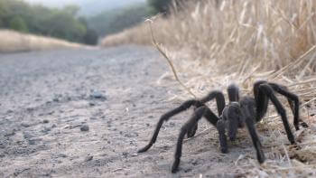 close view of a large brown tarantula on the dirt floor