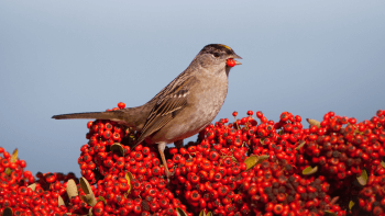 A small brown bird with yellow beak, standing on vibrant red berries against a blurred blue sky background.