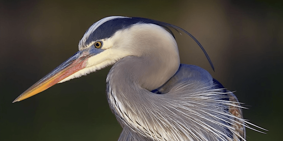 White crane bird with orange beak and black stripe above it eye