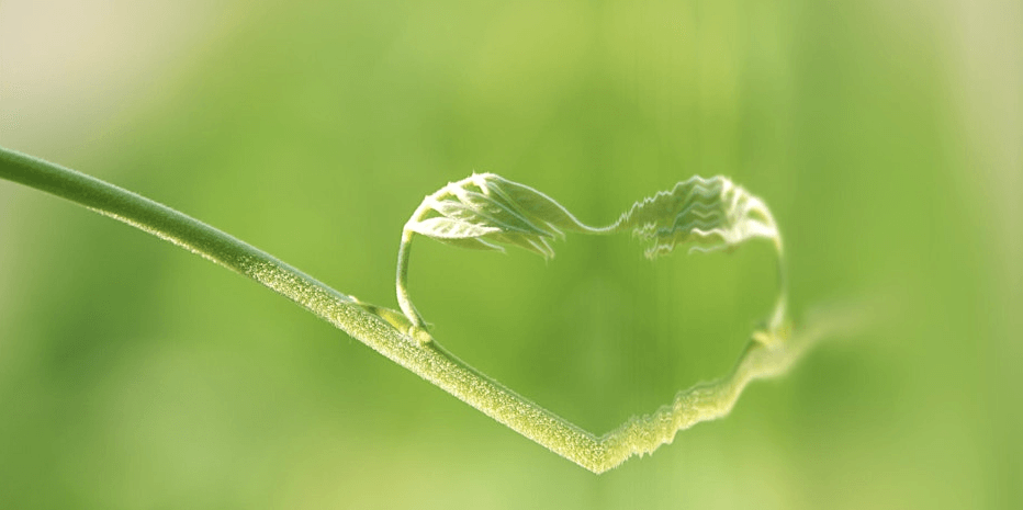 green background with green stem with one leaf touching water sideways so it creates the illusion of a heart shape in the center of the image