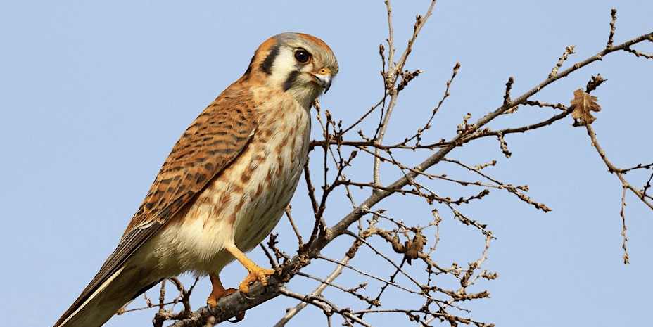 bird with brown feathers and white chest on a branch with many smaller twigs with no leaves against a blue sky