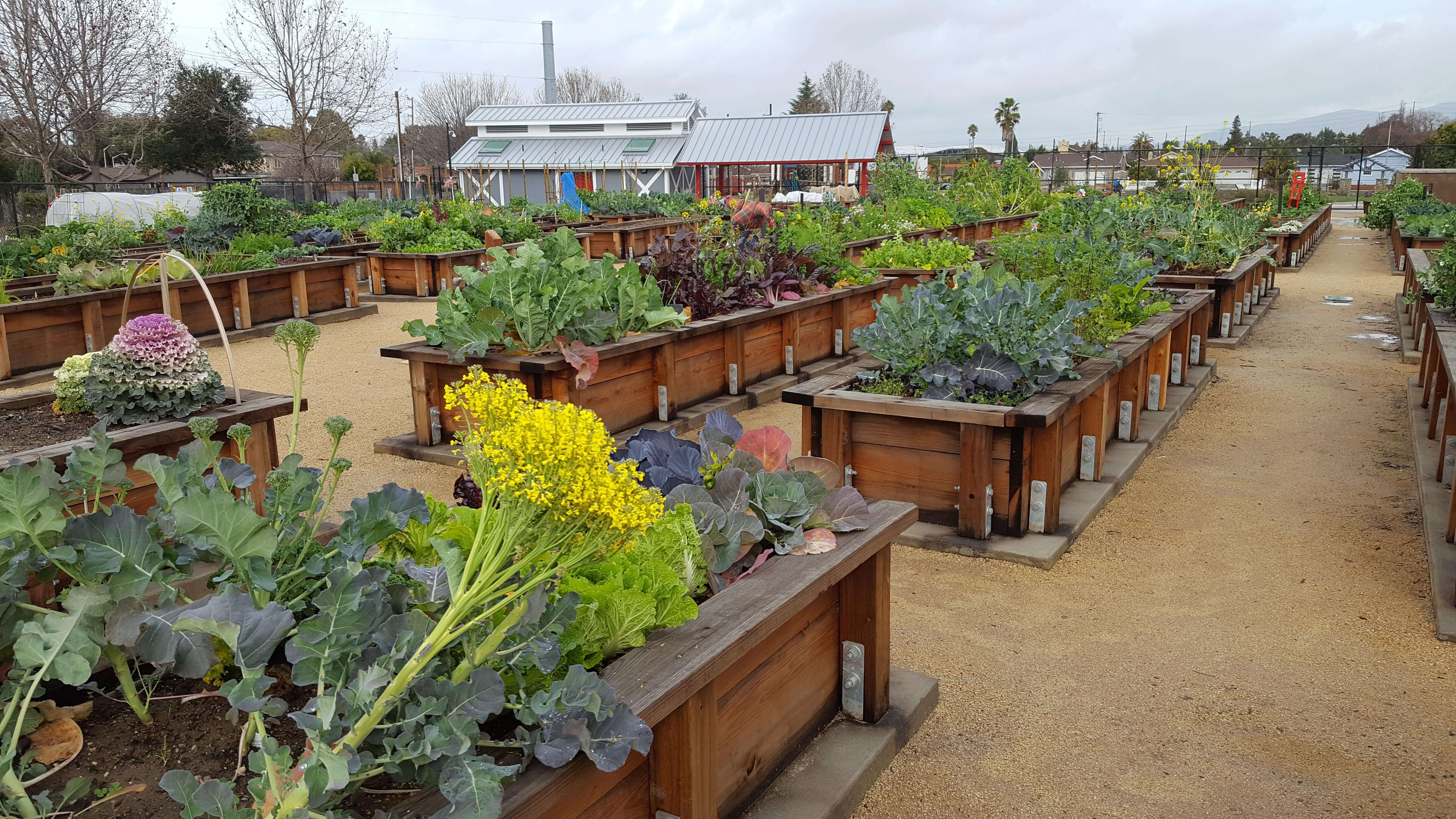 A community garden with several rows of large raised wooden garden beds, full of leafy green plants and vegetables