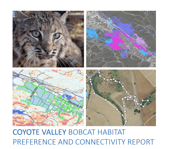 Report cover with the words "Coyote Valley Bobcat Habitat Preference and Connectivity Report" under a collage of maps and a bobcat photo