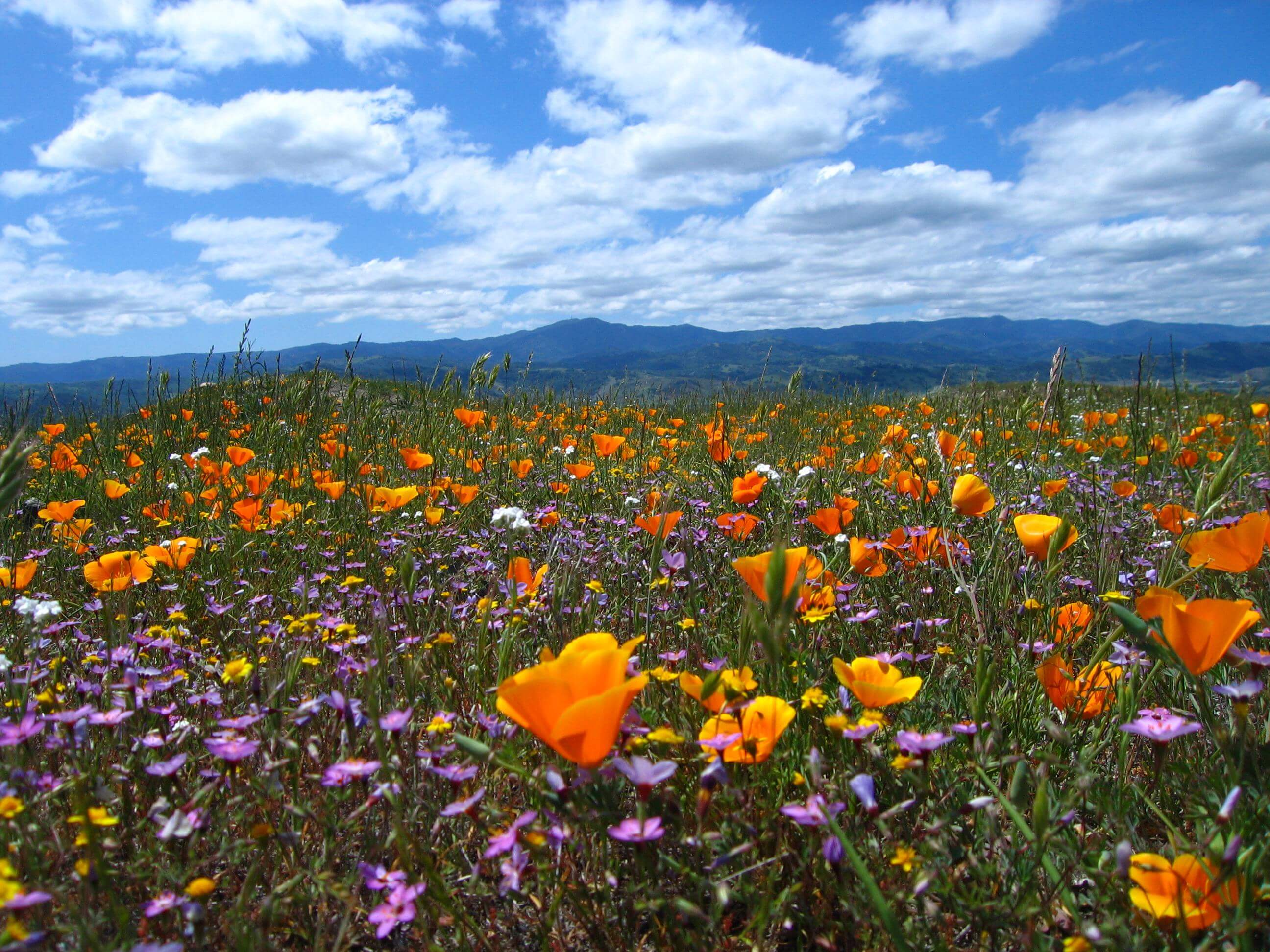 A field of bright orange, yellow, and purple wildflowers with blue mountains far on the horizon and a blue sky above, full of white fluffy clouds