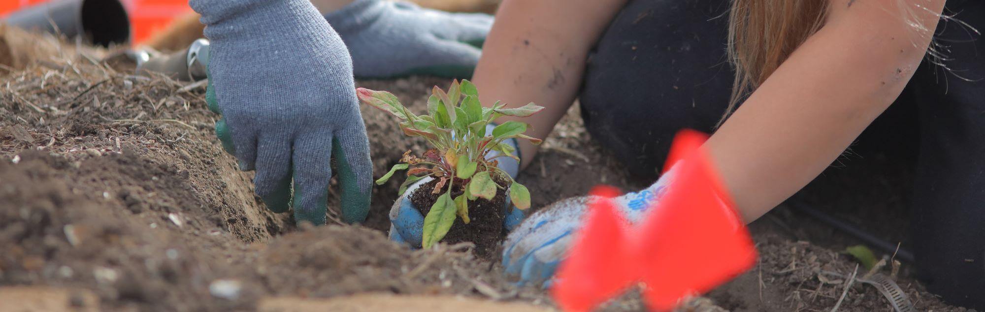 Two pairs of hands wearing gardening gloves planting a small green plant into a hole in the ground. 