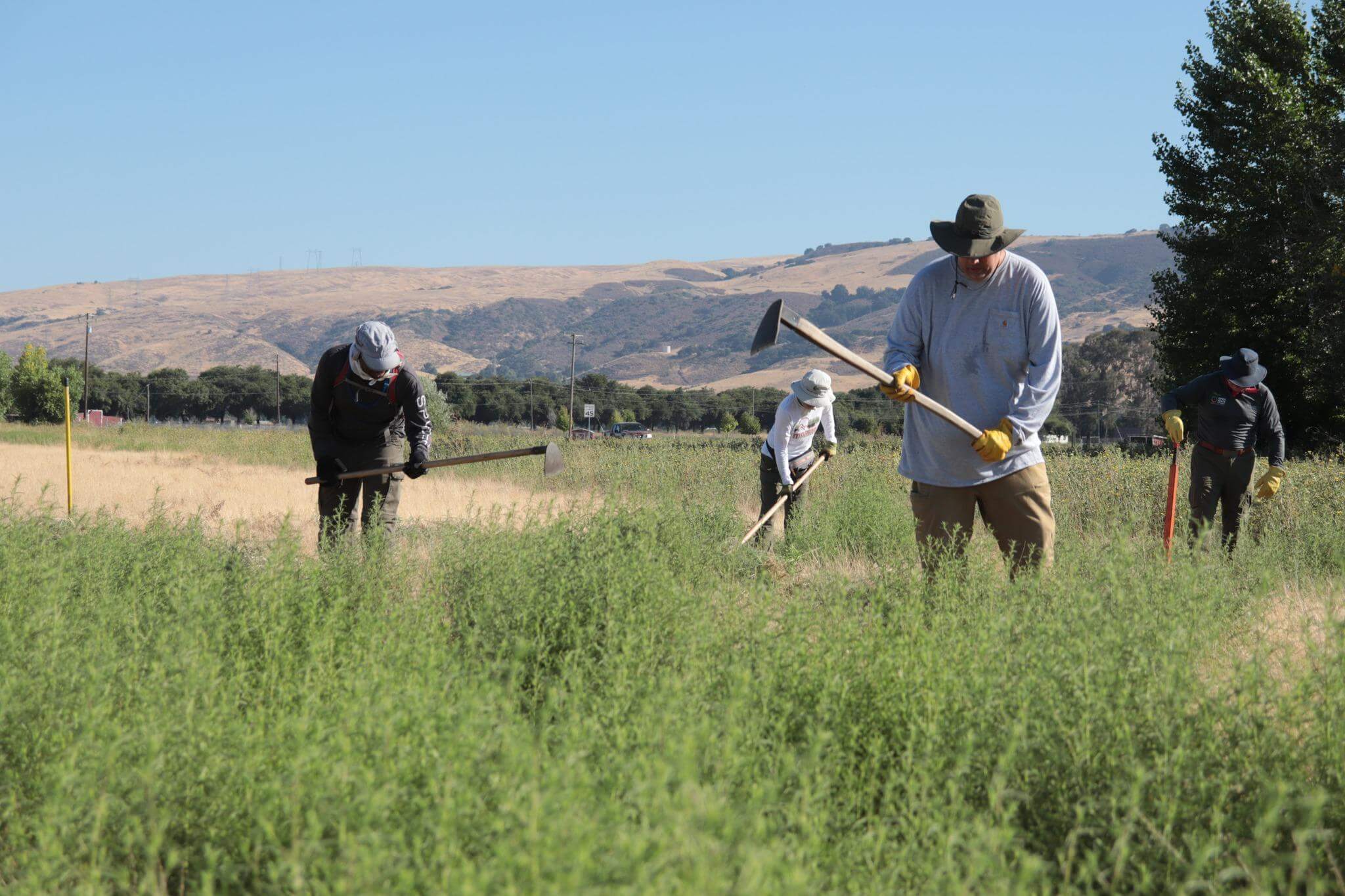 A group of volunteers wearing hats and yellow field gloves work in a field full of tall green invasive plants, holding field hoes to remove the plants