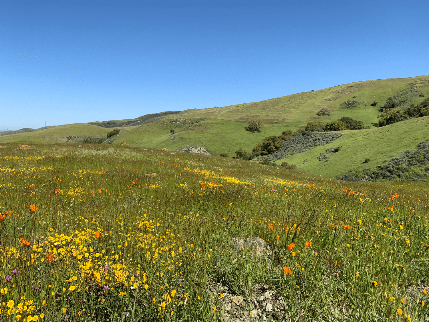 A green grassy hillside with yellow and orange wildflowers, beyond are more green hills under a clear blue sky