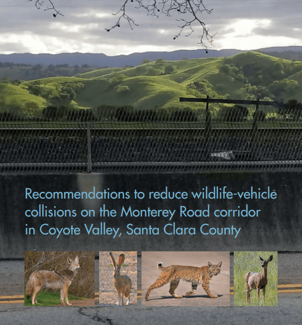 Report cover with blue text that reads "Recommendations to Reduce Wildlife-Vehicle Collisions on the Monterey Road corridor in Coyote Valley, Santa Clara County," over an image of a road with green hills in the background and 4 images of native animals