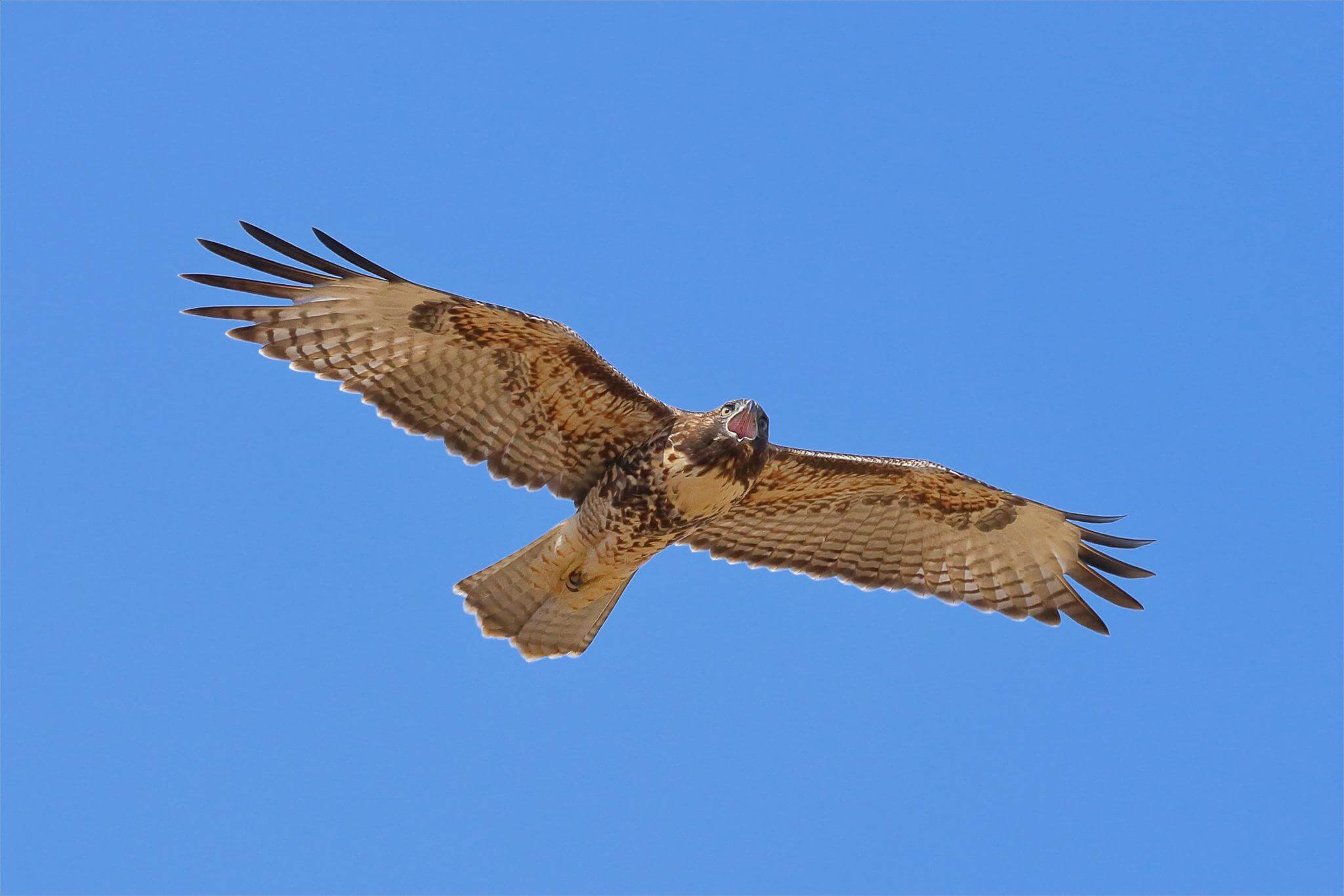 A red-tailed hawk flying against a bright blue sky background, with its beak open in a call.