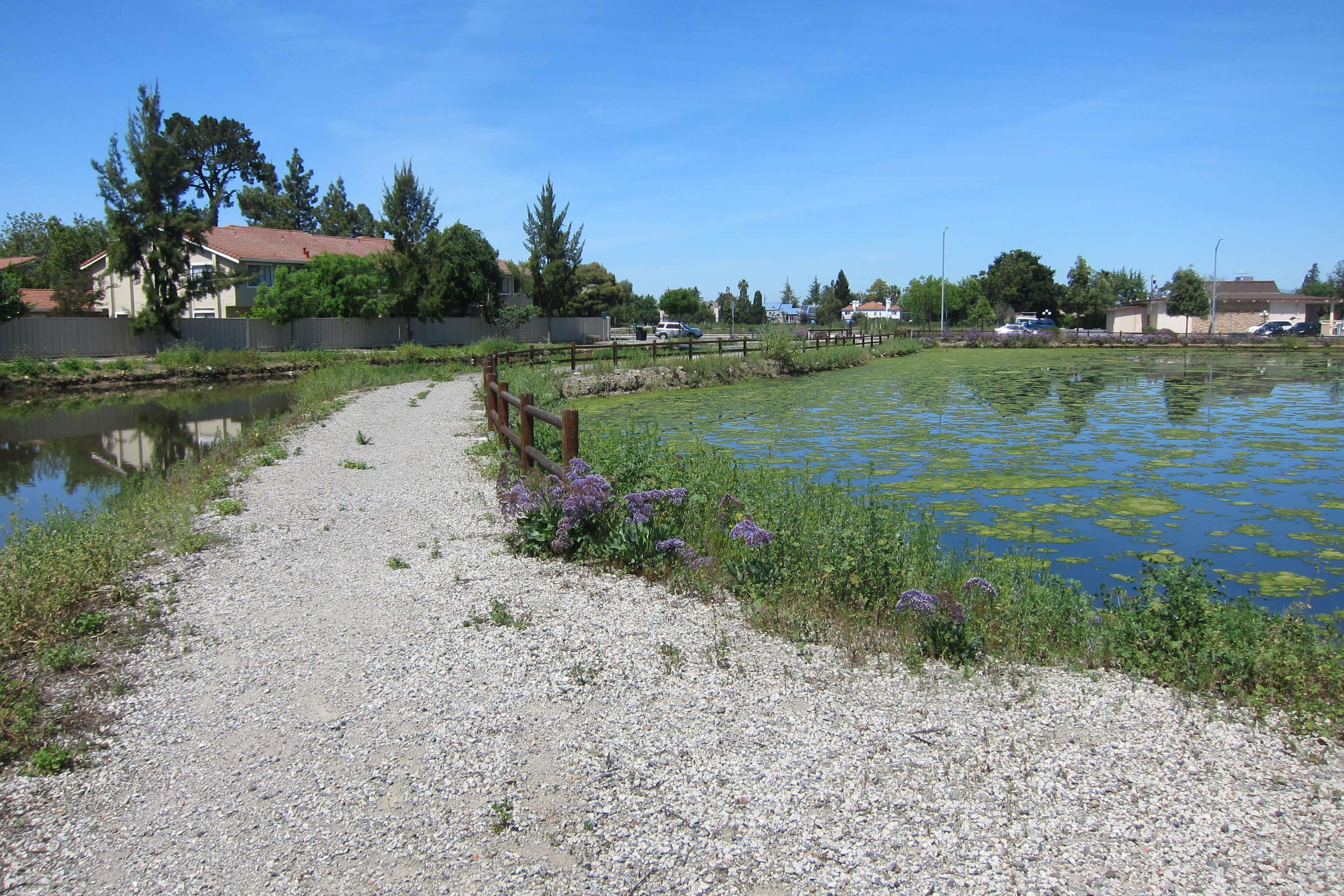 A gravel trail crosses two blue ponds with green water plants, towards trees and newer development housing in the distance