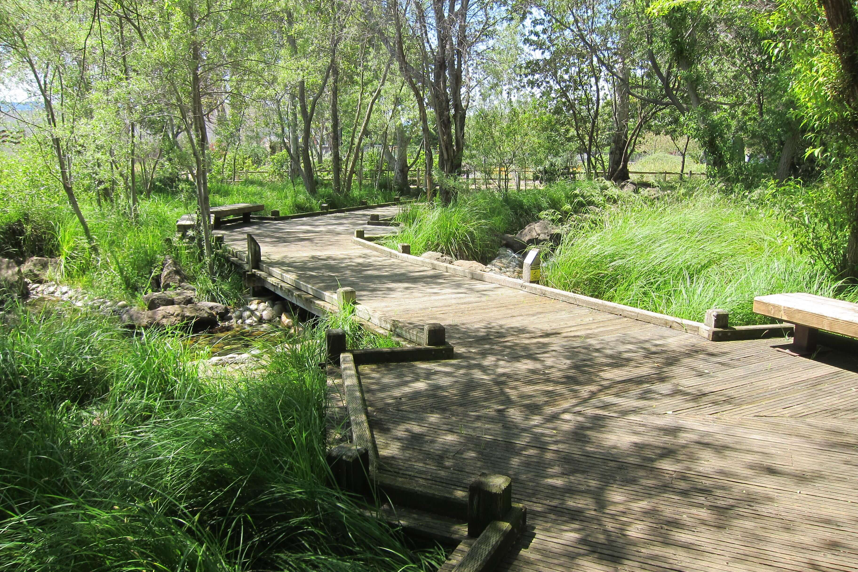 A wooden boardwalk pathway winds through green reeds and plants, under the shade of green, willowy trees