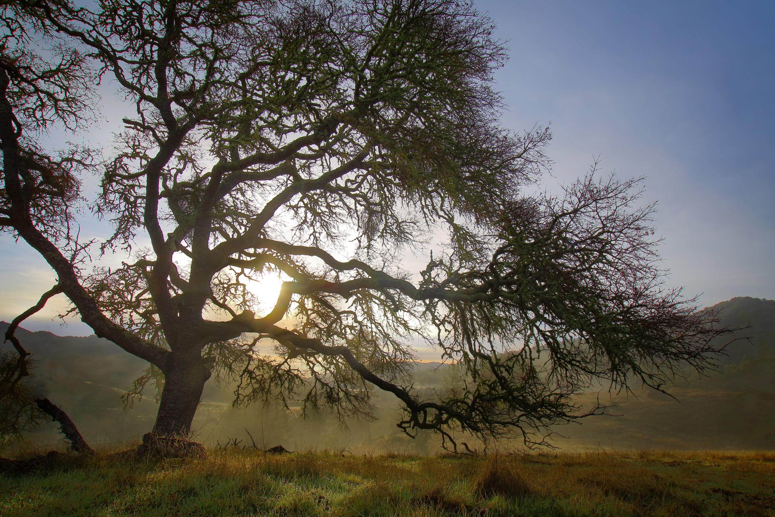 A large tree in front of a misty landscape with a sun rising over hills