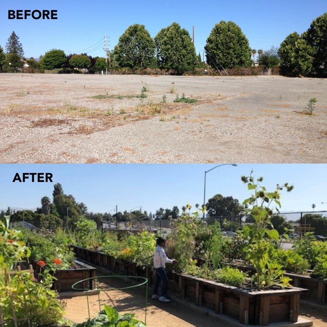 A "before" photo of an empty concrete lot with weeds above an "after" photo showing rows of garden beds full of lush green plants