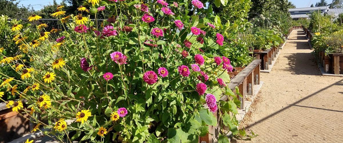 Garden beds full of blooming yellow and pink flowers