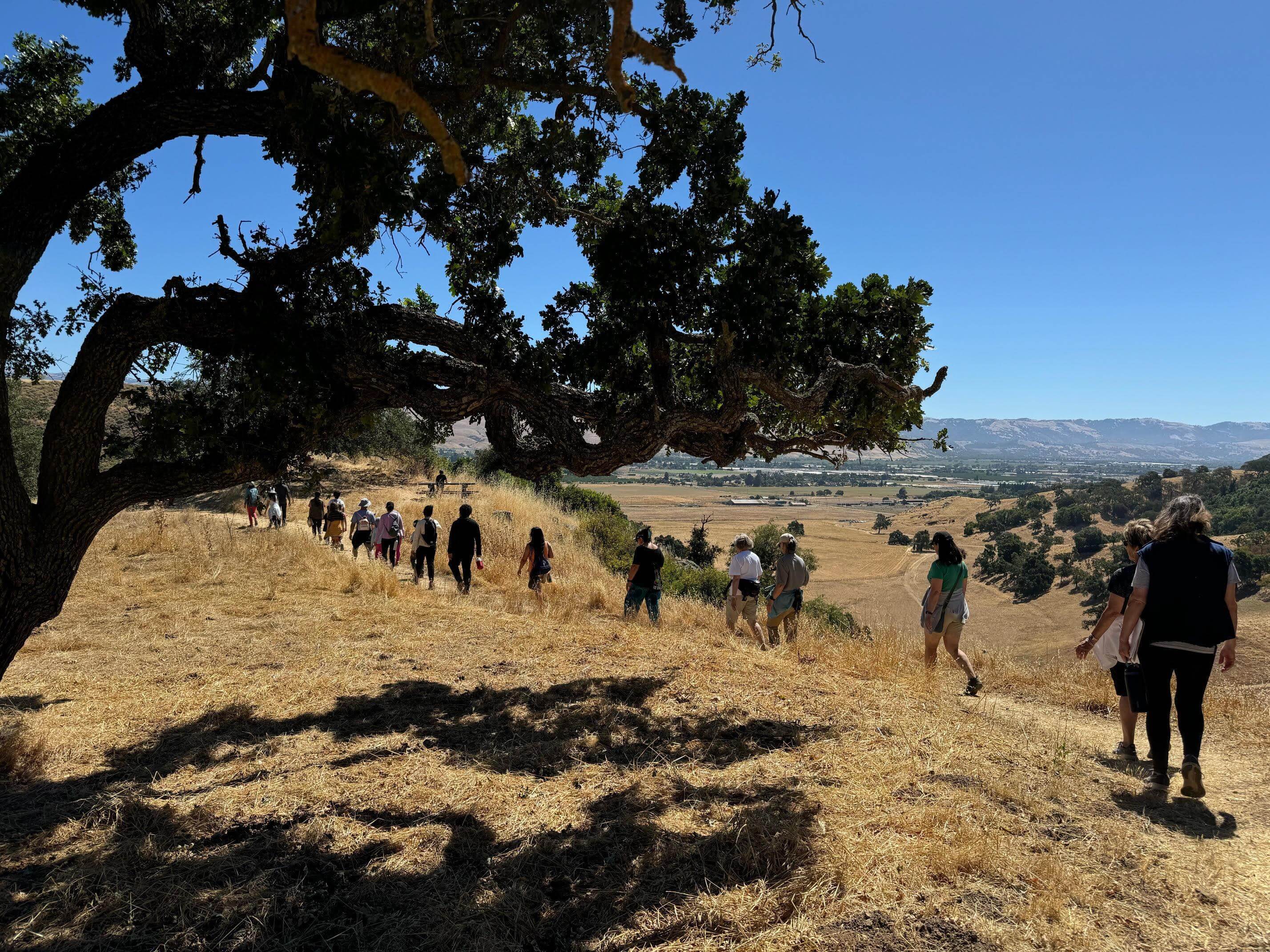 A line of hikers walking away from the camera along a golden ridge top with grass and dark oak trees in front of a view of a tree-dotted valley below