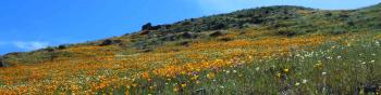 A hillside covered in orange, yellow, and white wildflowers under a clear blue sky