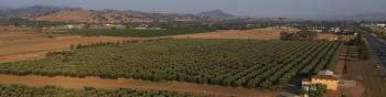 An aerial view of rows of olive trees making up an orchard next to a tan and terra cotta building, with brown fields in the distance and golden hills far on the horizon