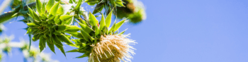 A spiny plant with a thick, upright stem, spiny leaves and a white flower with many thin petals that is nodding forward on the stalk