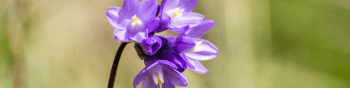 A close-up image of a cluster of bright purple blossoms on a dark straight stem