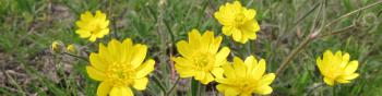 A handful of yellow buttercup flowers in a field of grass