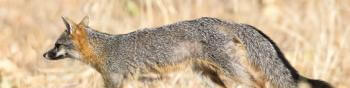 A gray fox runs across a dry grassland 