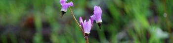 Three dainty, comet-shaped blossoms purple, white, and black growing on a reddish stem