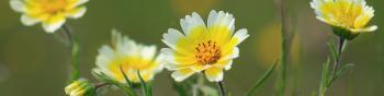 Four daisy-shaped flowers with bright yellow petals with distinct white tips 