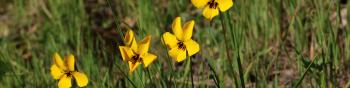 A cluster of seven low-growing wildflowers with heart-shaped yellow petals growing in green grass